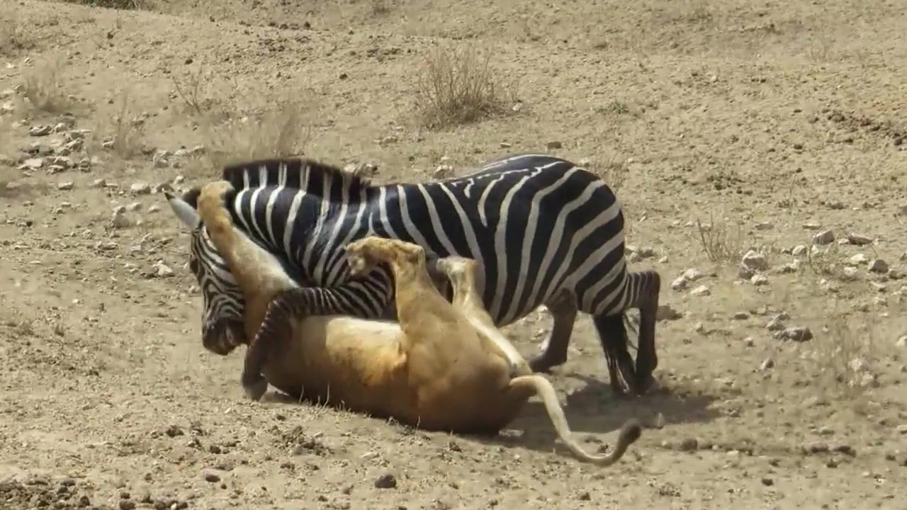 Amazing- Lion vs Zebra - Lion kills zebra almost - Lion hunting zebra - Zebra escapes lion killing