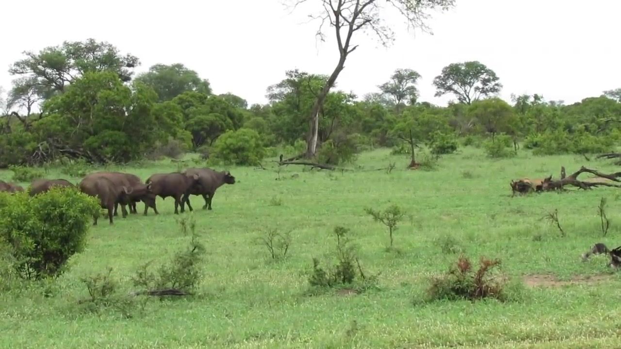 EXTREMELY RARE!!! Fearless Male Lion attacks Buffalo Herd, ALONE!!!