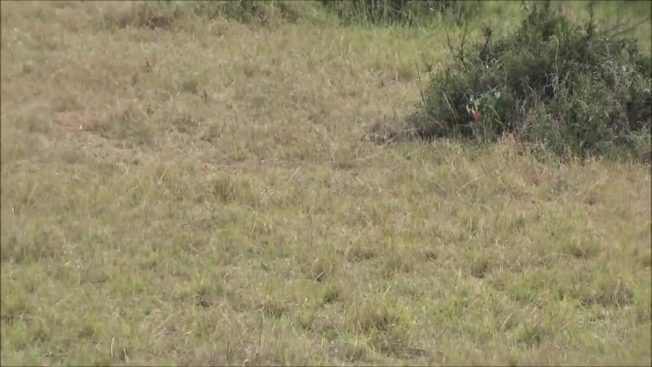 Leopard hunts Reedbuck