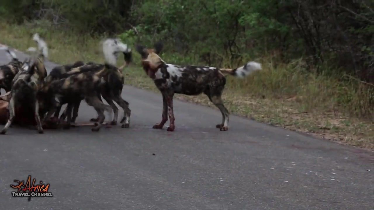 Wild Dogs Hunt & Kill Impala